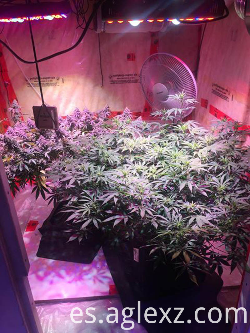 mazorca crecer luz aglex cob grow light aglex